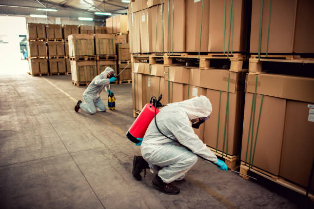 Best Flea Control Services  in Thruston, KY