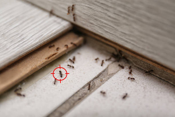 Best Residential Pest Control  in Thruston, KY